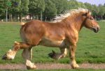Ukraina.Ciezkie konie wlodzimierskie o duzej masie ciala w cenie 3 zl/kg