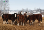 Ukraina.Konie,zwierzeta hodowlane,ogiery,klacze,rysaki 900 zl.Stajnia