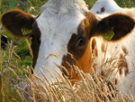 Ukraina. Krowy, bydlo opasowe 700 zl/szt. Mleko 4% cena 0,50 zl/litr