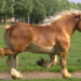 Ukraina.Ciezkie konie wlodzimierskie o duzej masie w cenie zywca 3 zl/kg
